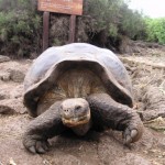 galapagos1