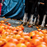 carnevale ivrea