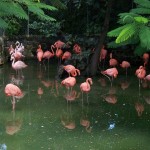 Ardasta Gardens- Flamingo rosa