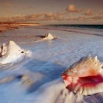 spiagge bianche di Salalah