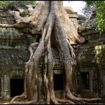 ta_prohm__angkor__siem_reap