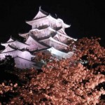 Night view of cherry blossoms at Himeji castle