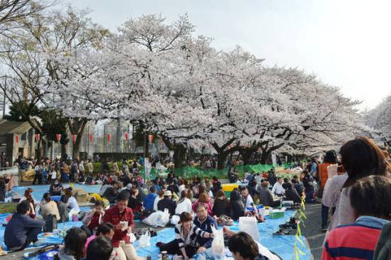 fioritura dei ciliegi in Giappone