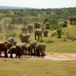 Kruger_National_Park_1