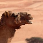 cammello-deserto-oman