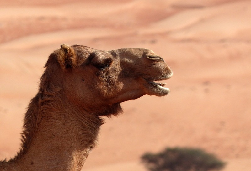 Cammello nel deserto dell'Oman