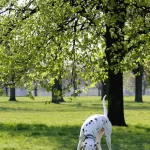 Hyde Park Londra