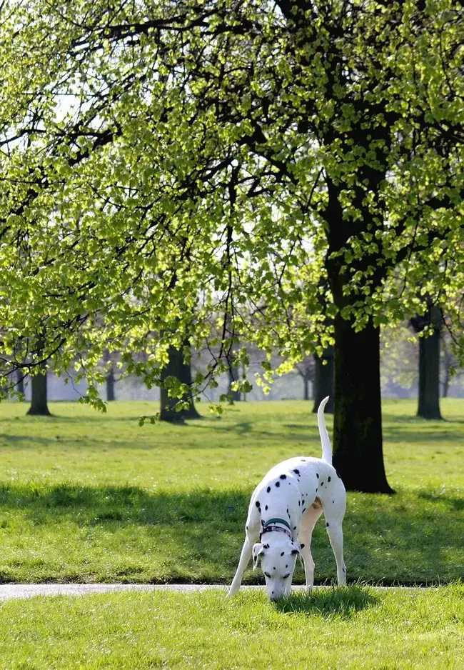 Particolare del Hyde Park